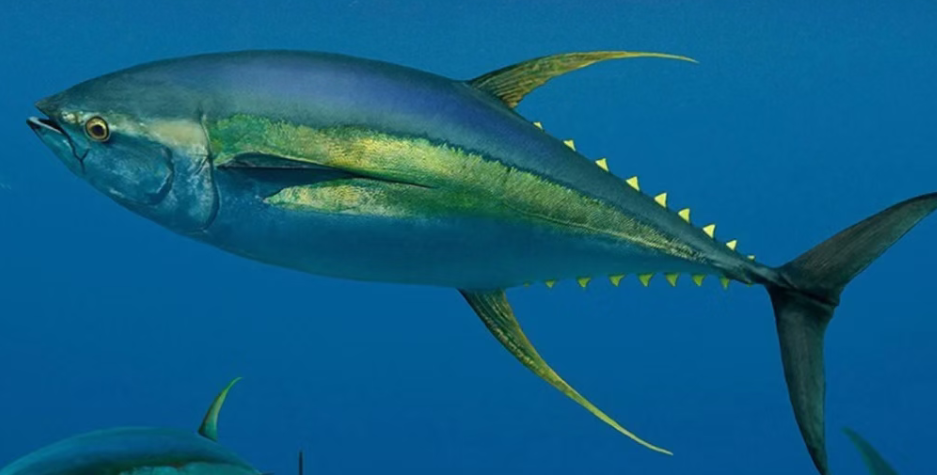 Vanuatu Plans to Establish Marine Protected Areas to Strengthen Tuna Conservation and Revenue Sharing!